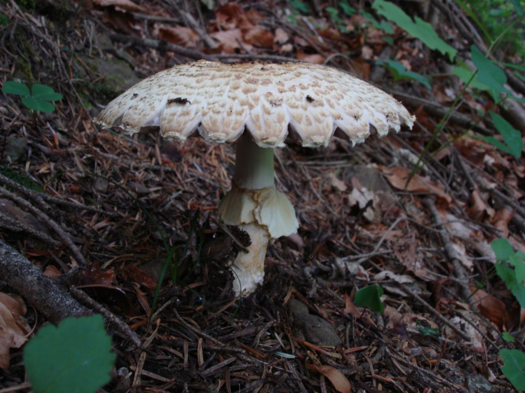 Agaricus augustus